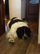 Превью фото № 189319