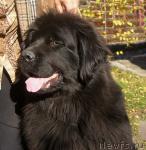 Превью фото № 18932