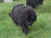 Превью фото № 189366