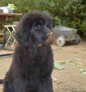 Превью фото № 189508