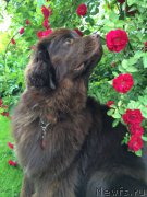 Превью фото № 189518