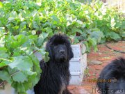 Превью фото № 189554