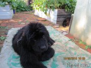 Превью фото № 189555