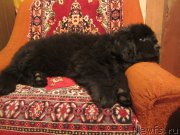 Превью фото № 189587