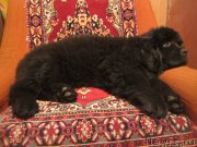 Превью фото № 189588