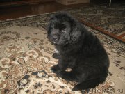 Превью фото № 189644