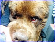 Превью фото № 189720