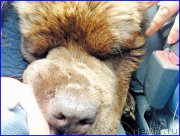 Превью фото № 189722