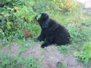 Превью фото № 189751