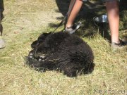 Превью фото № 189795