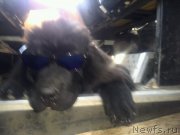 Превью фото № 189799