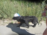 Превью фото № 189817