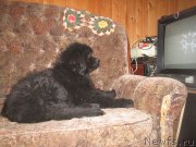 Превью фото № 189844