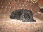 Превью фото № 189845