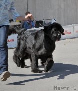 Превью фото № 189867