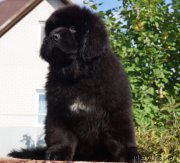 Превью фото № 189985