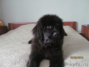 Превью фото № 190073