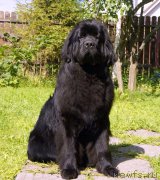 Превью фото № 190075