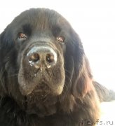 Превью фото № 190129