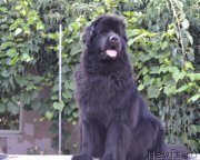 Превью фото № 190204