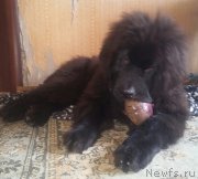 Превью фото № 190224