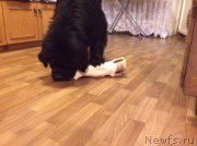 Превью фото № 190230