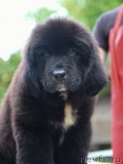 Превью фото № 190234