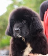 Превью фото № 190235