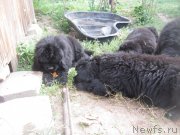 Превью фото № 190240