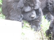 Превью фото № 190241