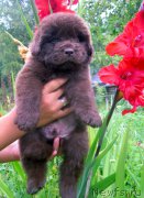 Превью фото № 190308