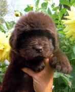 Превью фото № 190542