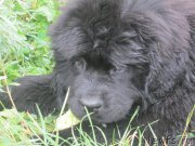 Превью фото № 190574