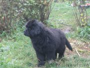 Превью фото № 190576