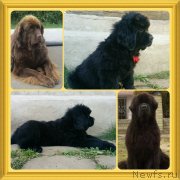 Превью фото № 190582