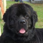 Превью фото № 19063