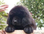 Превью фото № 190634