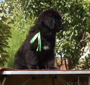 Превью фото № 190636