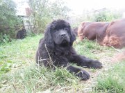 Превью фото № 190664