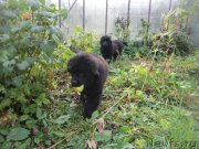 Превью фото № 190669