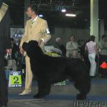 Превью фото № 19068