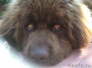 Превью фото № 190741