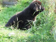 Превью фото № 190750