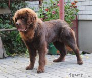 Превью фото № 190776