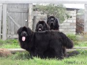 Превью фото № 190787