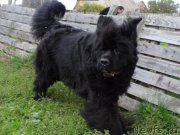 Превью фото № 190788