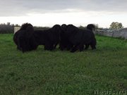 Превью фото № 190789