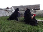 Превью фото № 190809