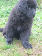 Превью фото № 190822