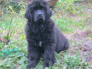 Превью фото № 190825